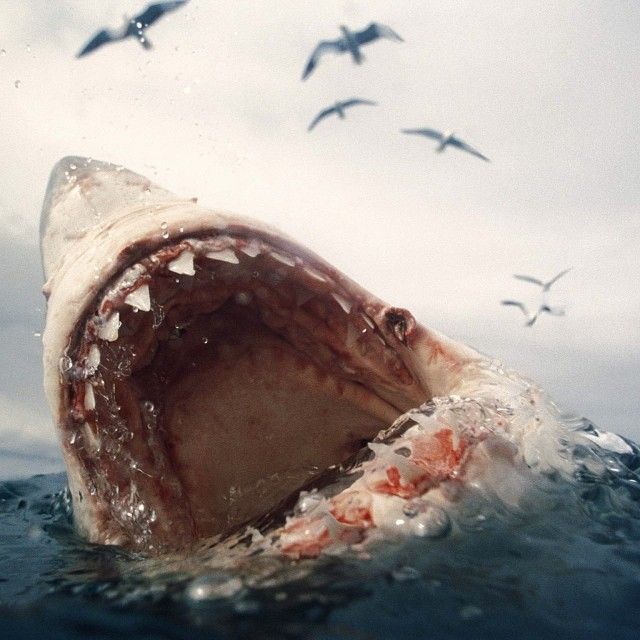 Great white shark mouth