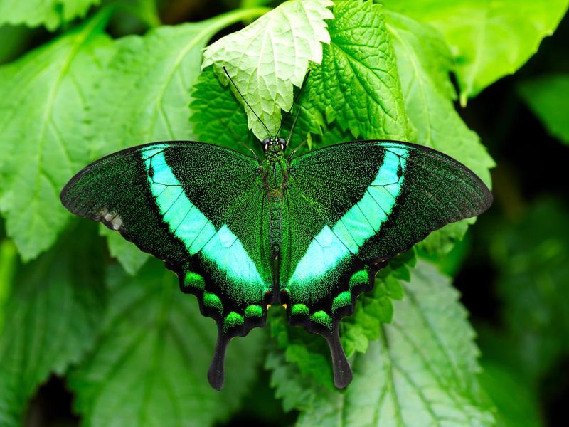 Green Swallowtail Butterfly
