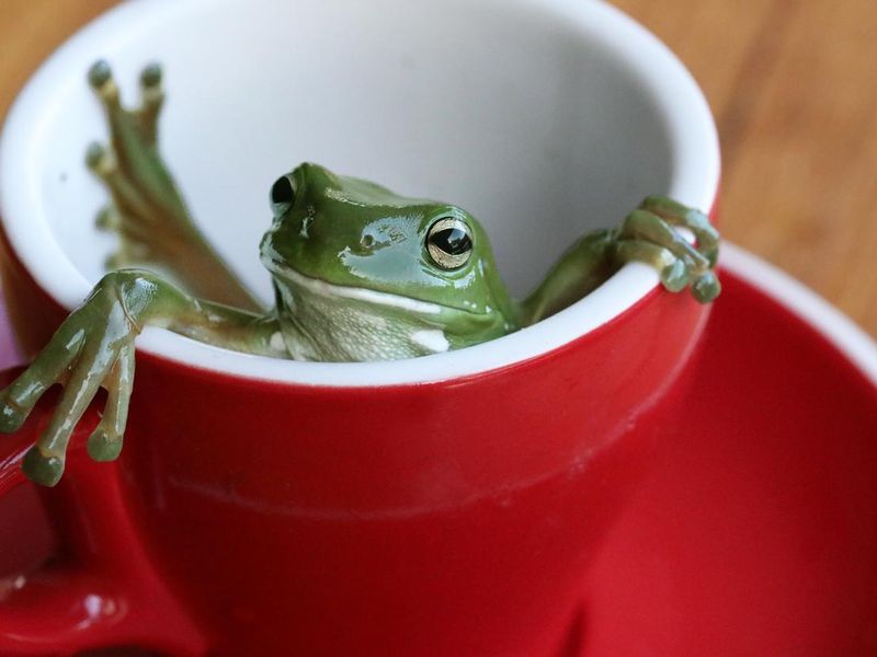 Green tree frog kicking back in a red cup
