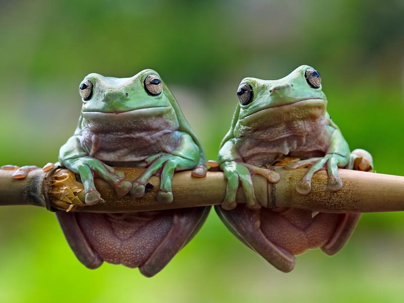 Green tree frogs on a branch