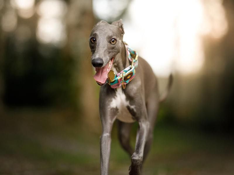 Greyhound dog running