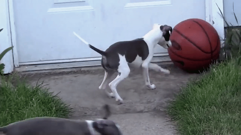 Greyhound puppy playing with basketball GIF