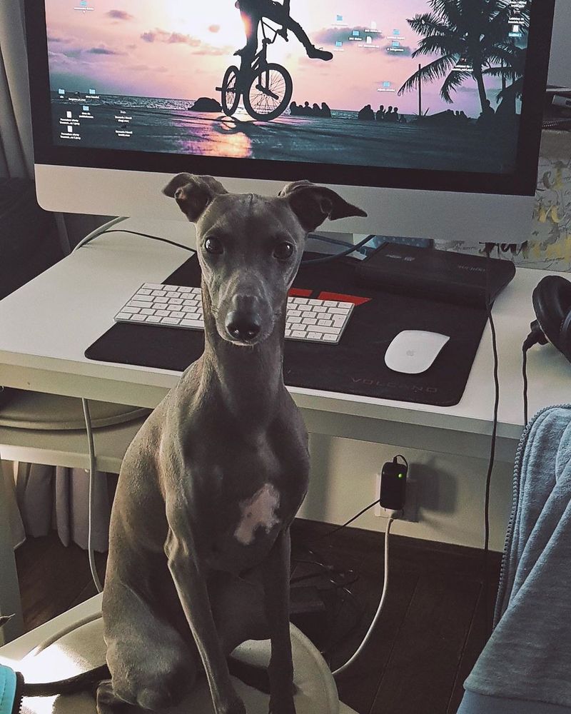 Greyhound working from home
