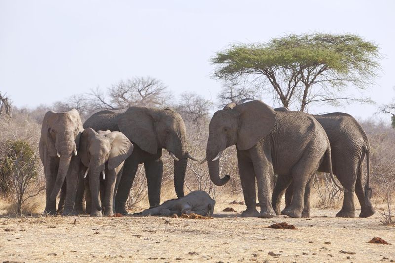 Grieving elephants