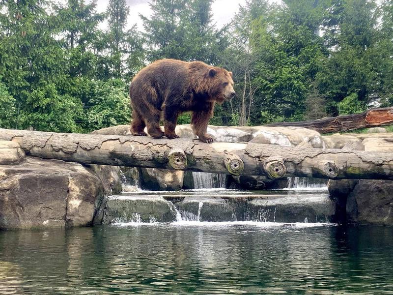 Grizzly bear at the Columbus Zoo