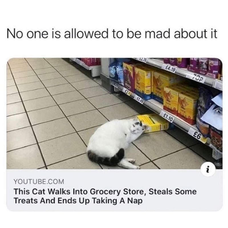 Grocery store cat meme