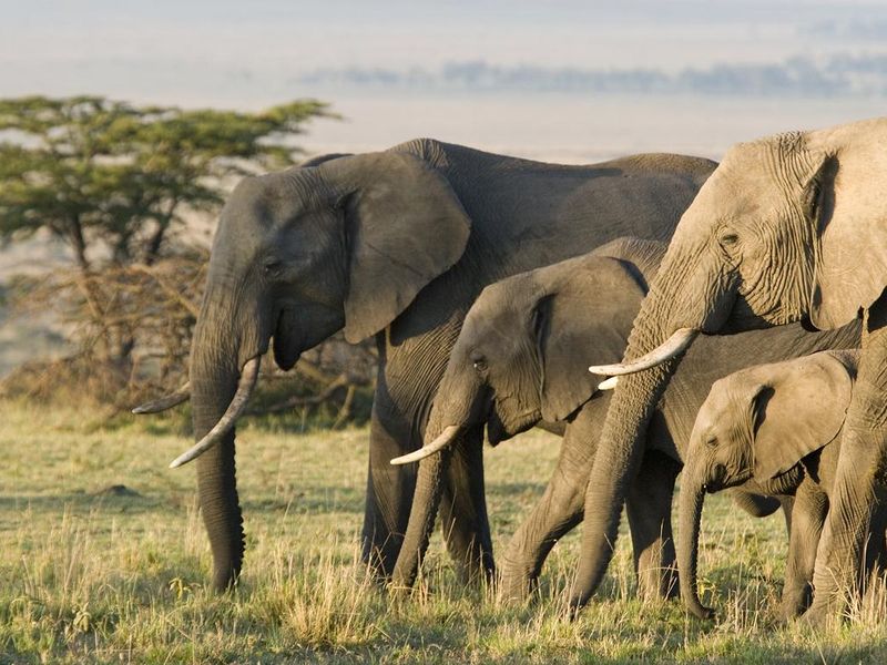 Group of African elephants in the wild