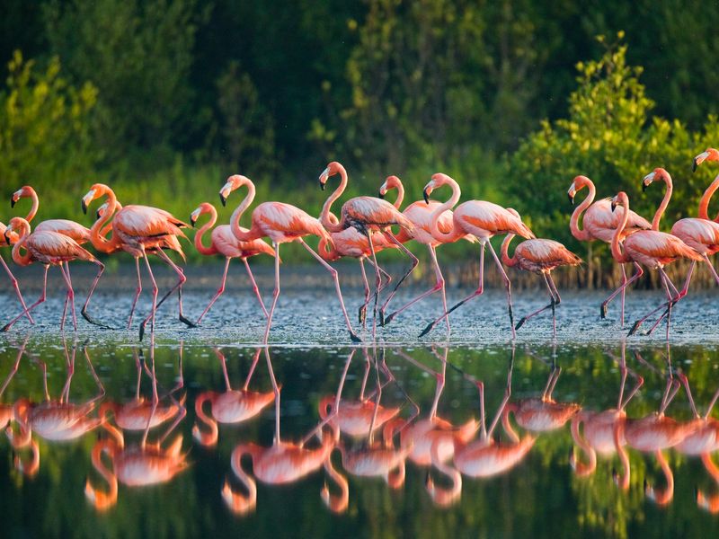 Group of Caribbean flamingo standing in water