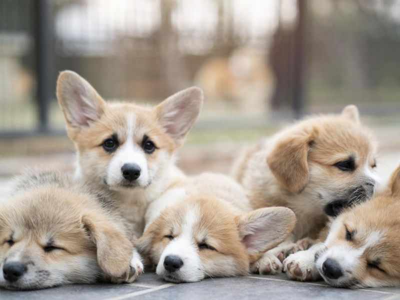 group of corgi puppy dogs sleeping