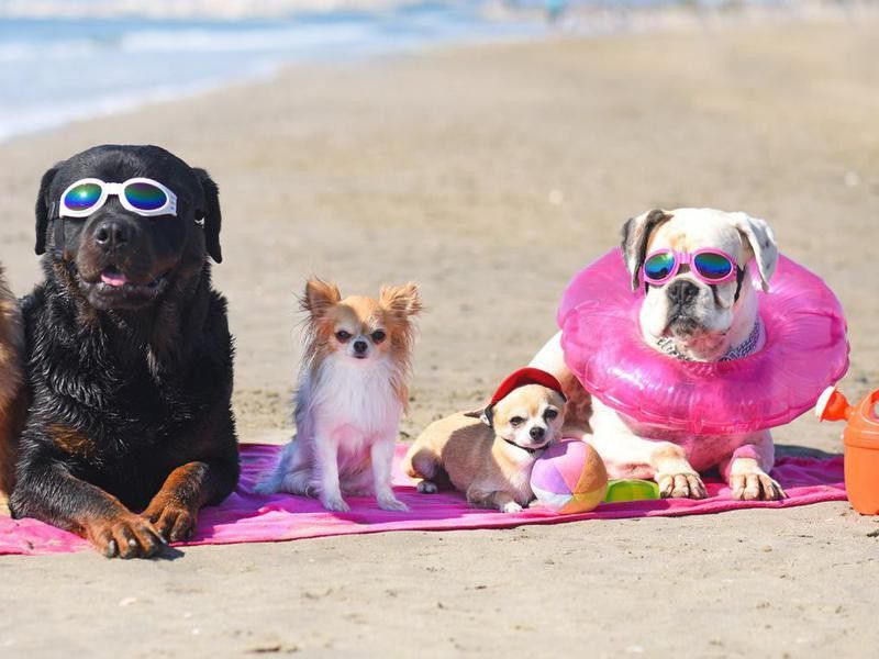 Group of dogs on the beach
