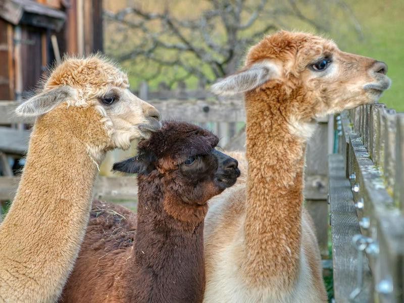 Group of fluffy alpacas on a farm