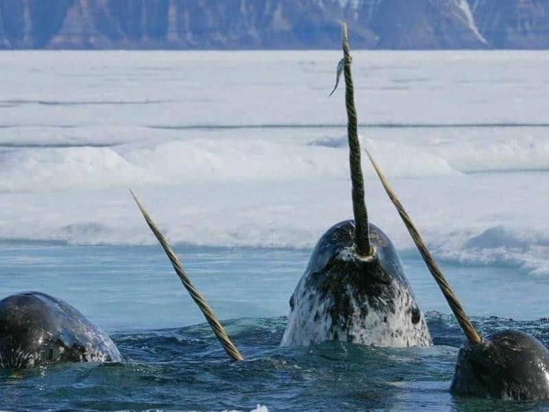 Group of narwhals