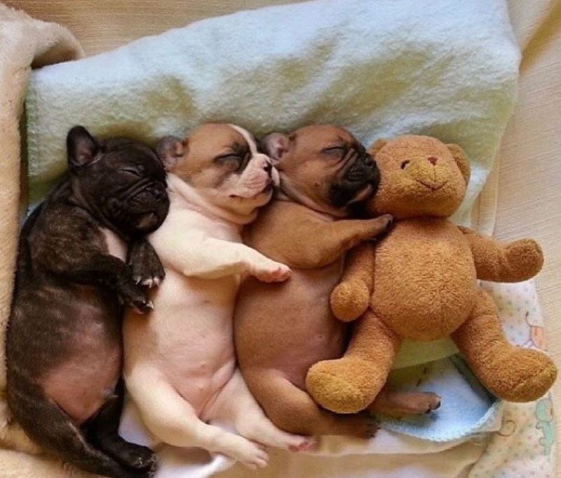 Group of sleeping french bulldogs