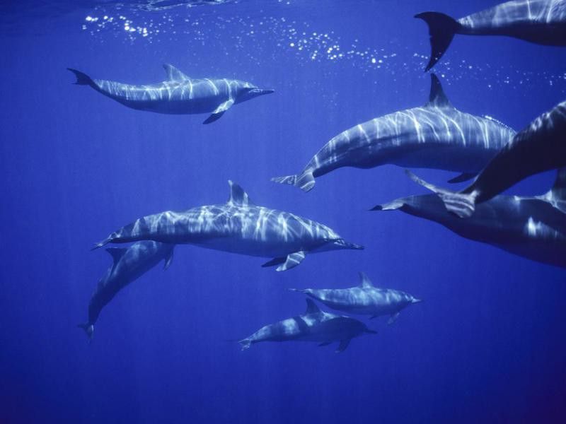 Group of spinner dolphins
