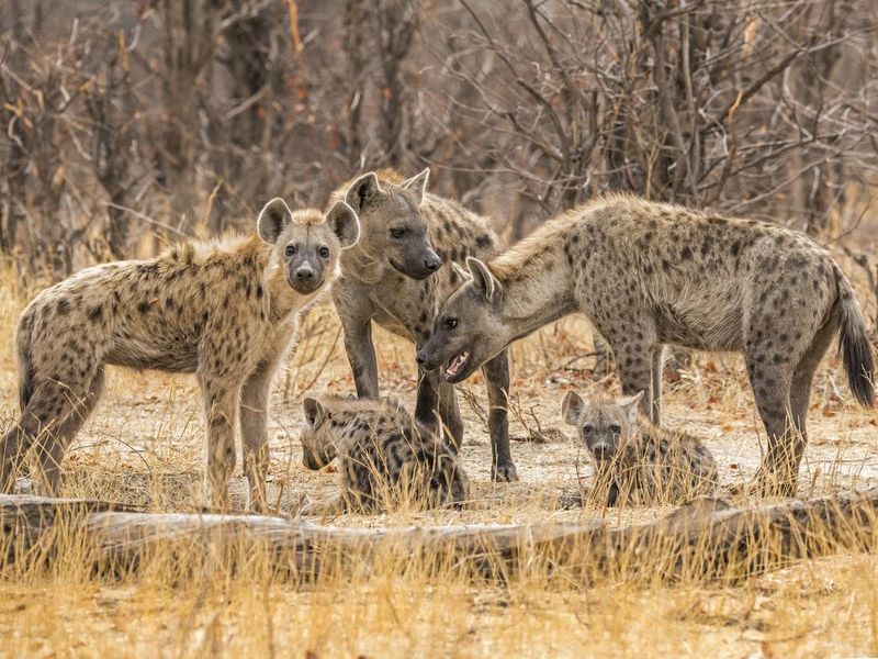 Group of Spotted Hyena
