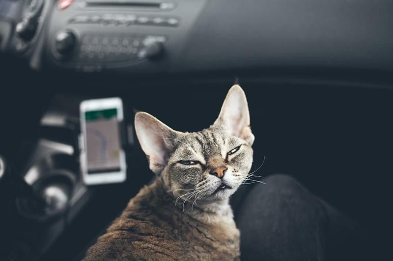 Grumpy cat riding in the car