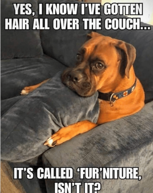 Guilty dog got hair on the couch