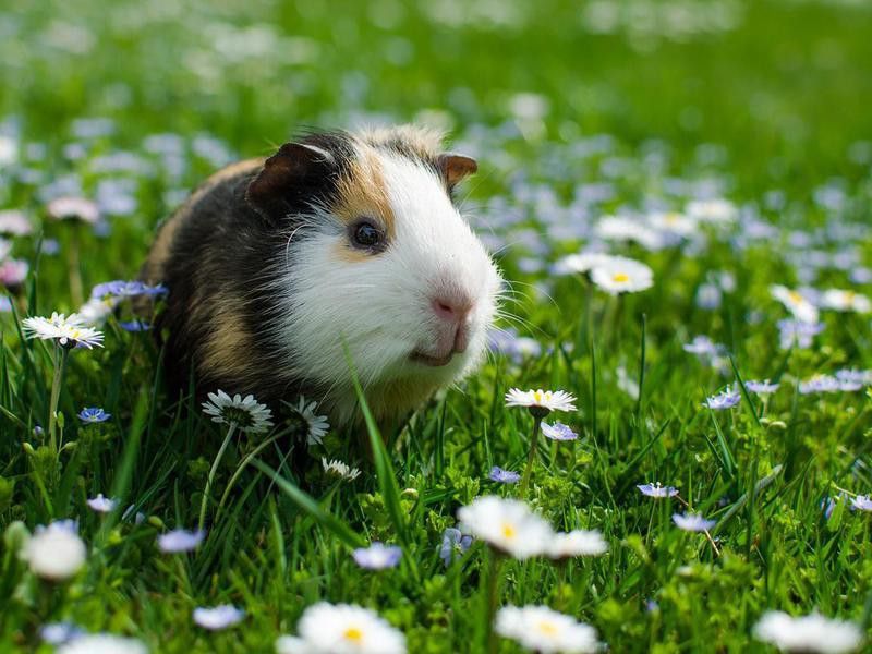 guinea pig walks in the fresh air and eating