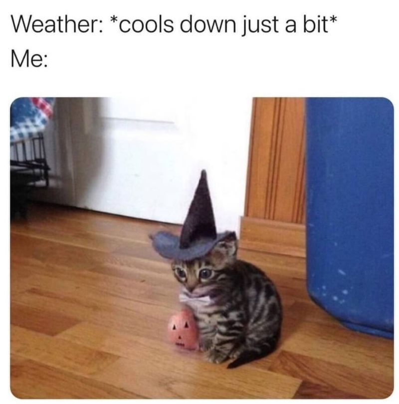 Halloween cat meme