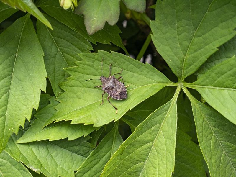 Halyomorpha halys, brown marmorated stink bug on a leaf