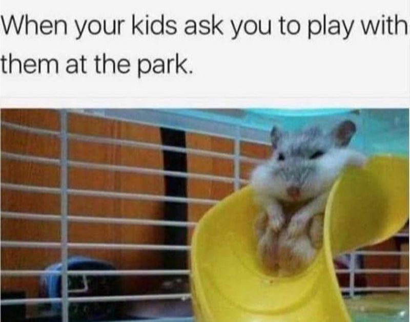 Hamster on a slide meme