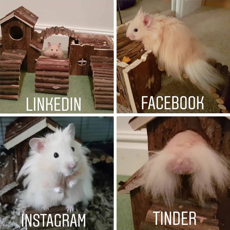 Hamster on social media meme