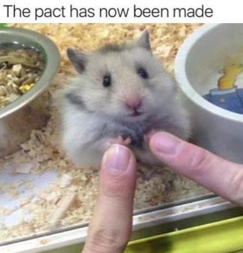 Hamster pact meme
