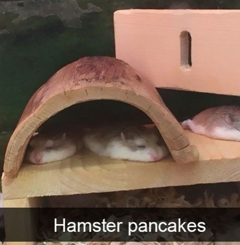 Hamster pancakes meme