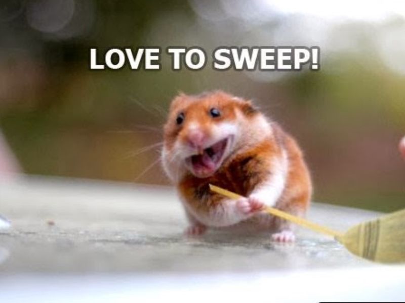 Hamster sweeping