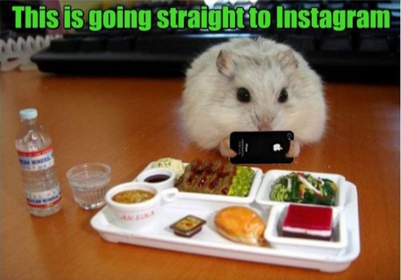 Hamster taking a photo of food