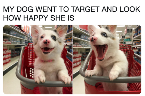 happy dog in shopping cart