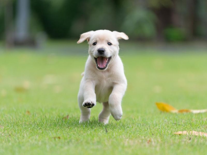 Happy puppy dog running on playground