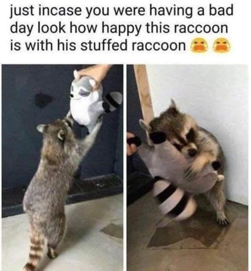 Happy raccoon meme