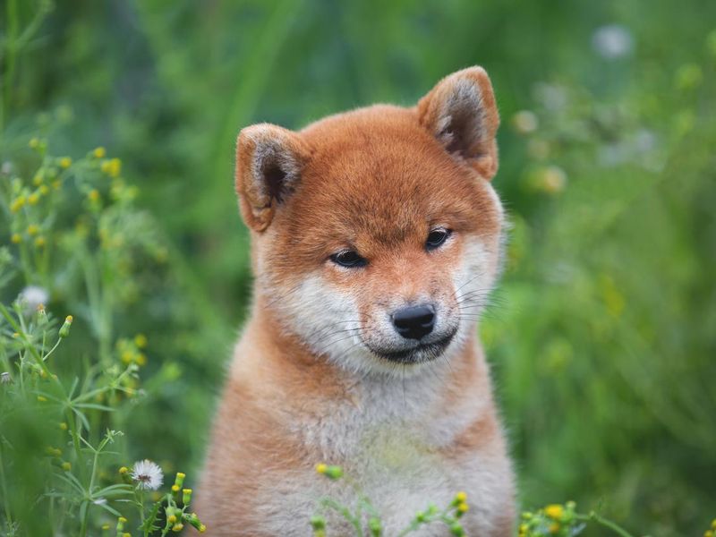 Happy red Shiba Inu puppy