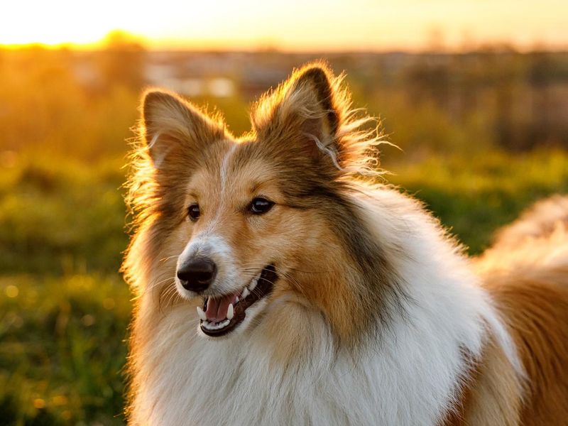 Happy Sheltie in the park