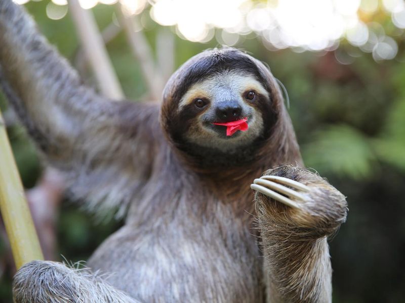 Happy sloth eating hibiscus flowers, fun facts about animals