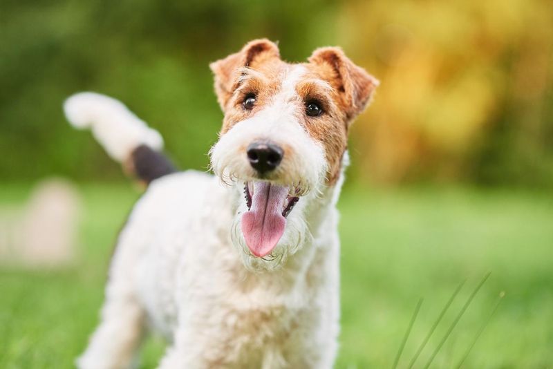 Happy wire fox terrier dog at the park