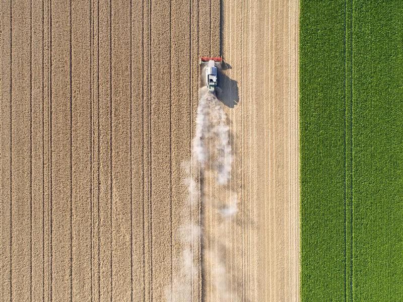 Harvesting a wheat field, dust clouds