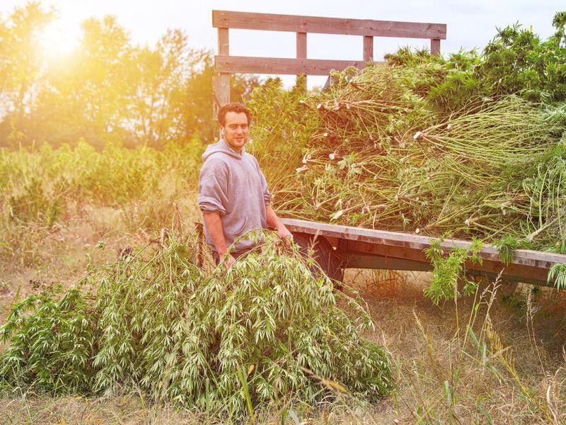 Harvesting marijuana plants