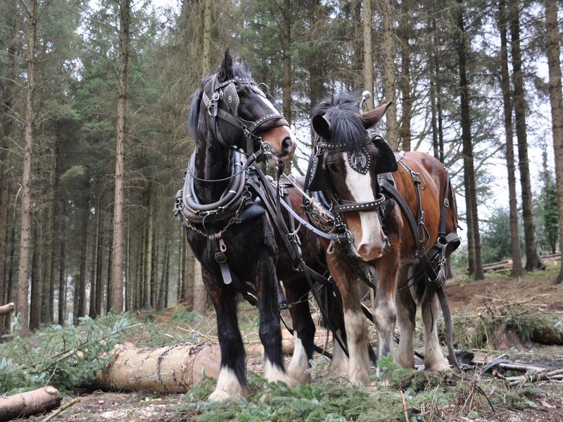 Heavy horses working in the forest