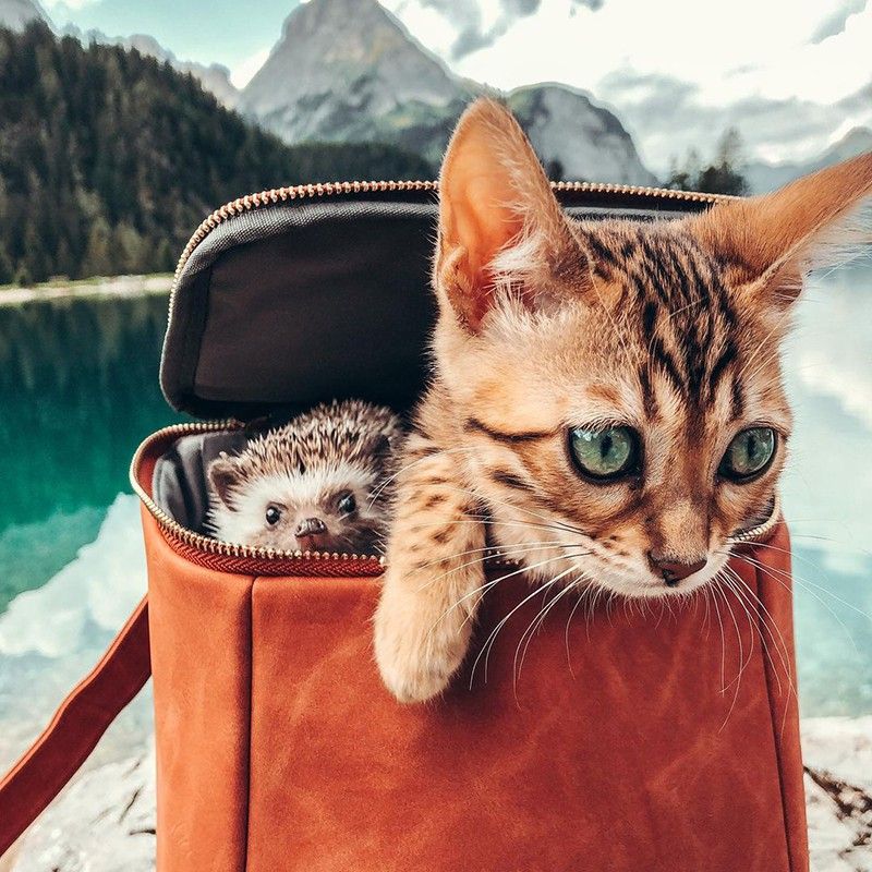 Hedgehog and cat in mountains