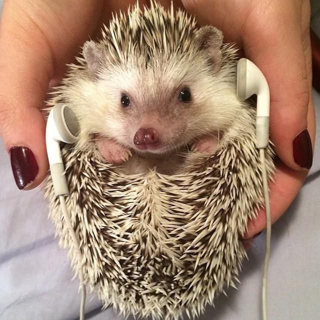 Hedgehog listening to music