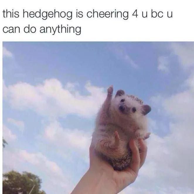 Hedgehog waving meme