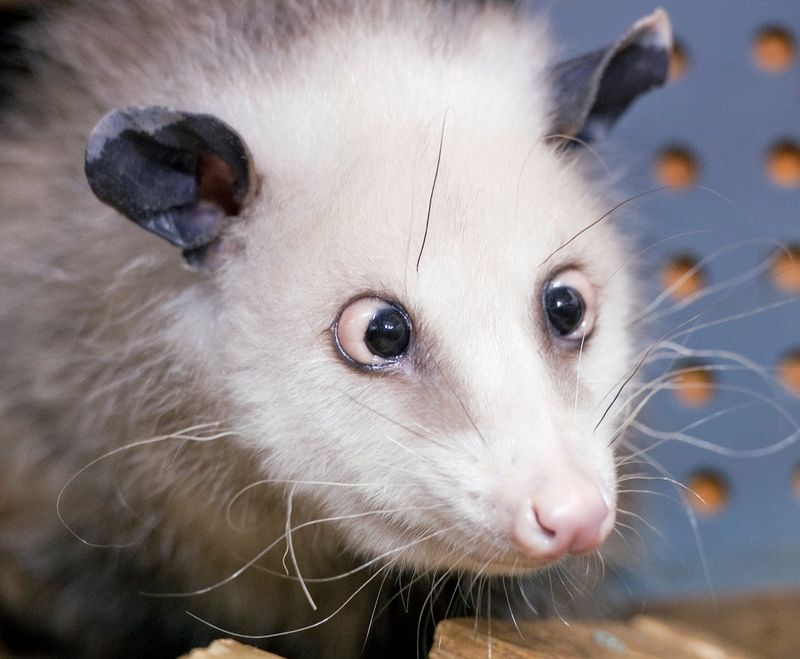 Heidi the Opossum