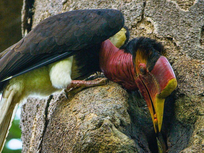 Helmeted Hornbill feeding