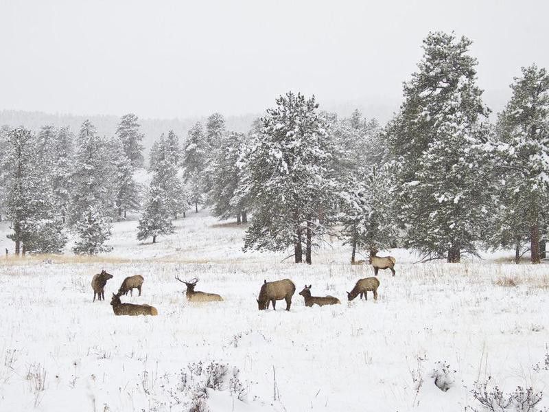 Herd of elk in Rocky Mountain