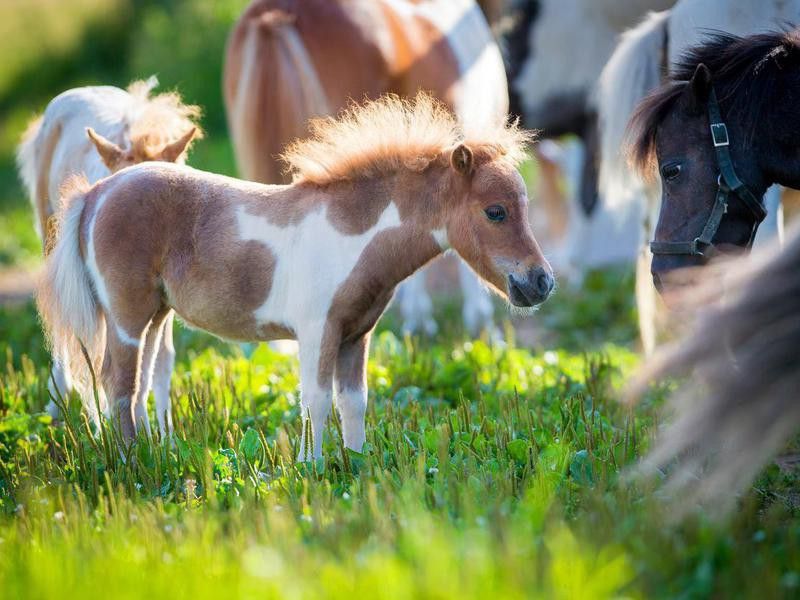Herd of miniature horses in pasture