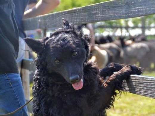 Herding dog on farm