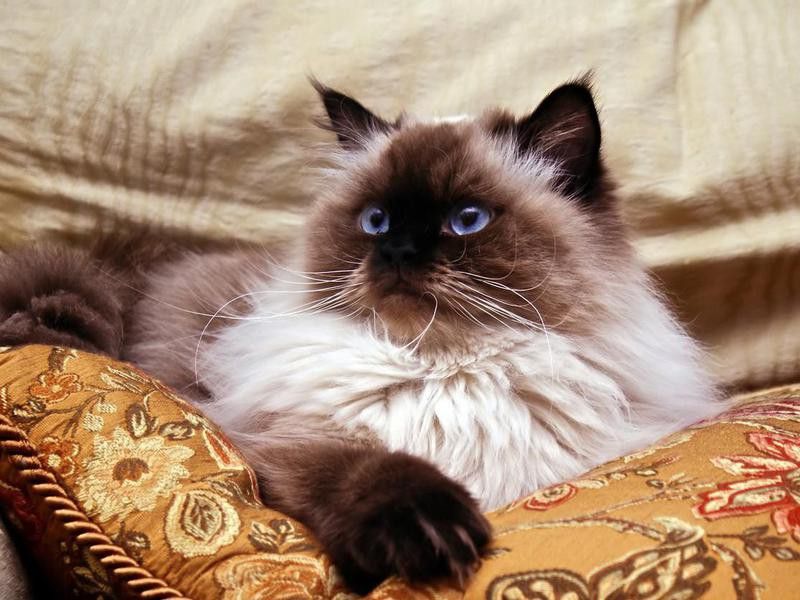 Himalayan cat on couch
