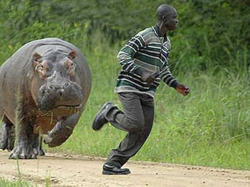 Hippo chases man